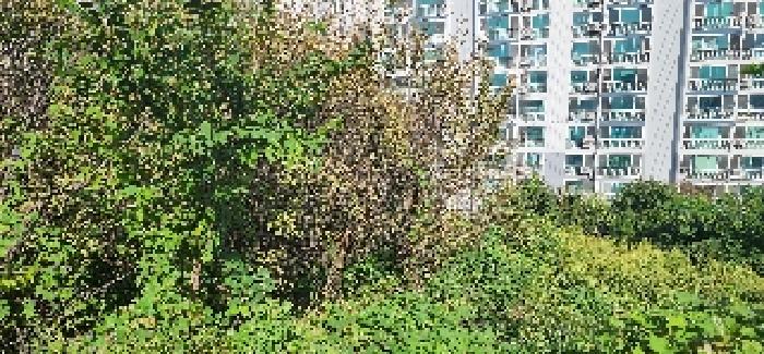 본건 전경(5)