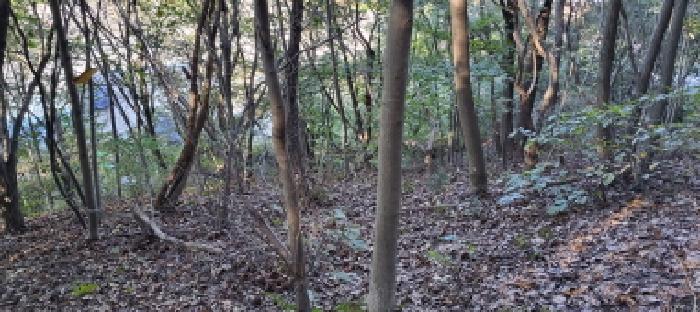목록2 임야 전경(3)
