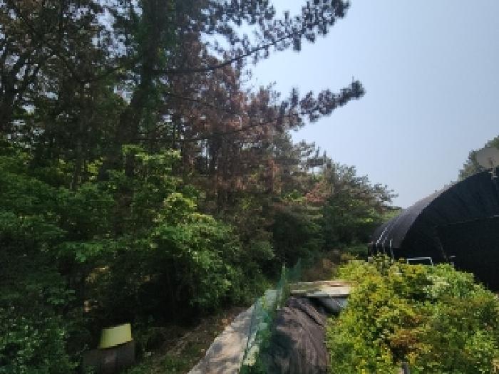 본건 임야 전경