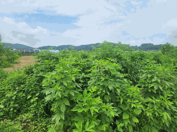 본건 전경(북동측 촬영)