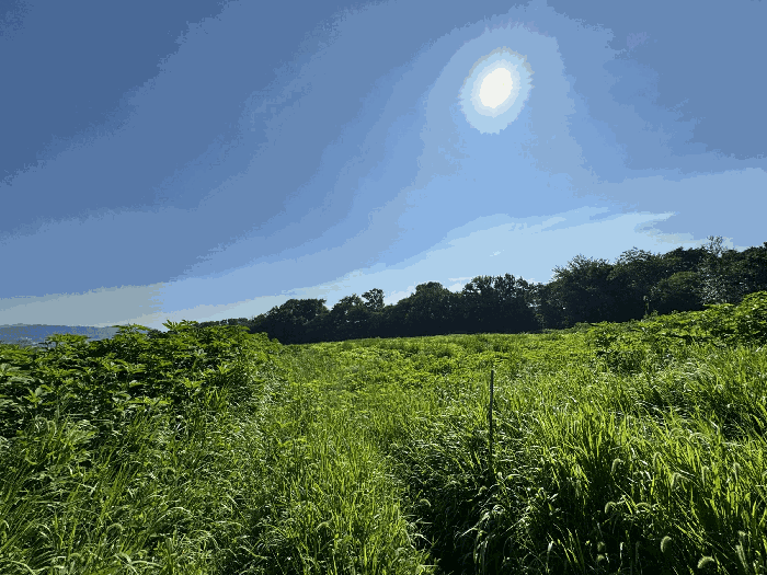 기호(1) 전경 (촬영위치 : 남측 인근)