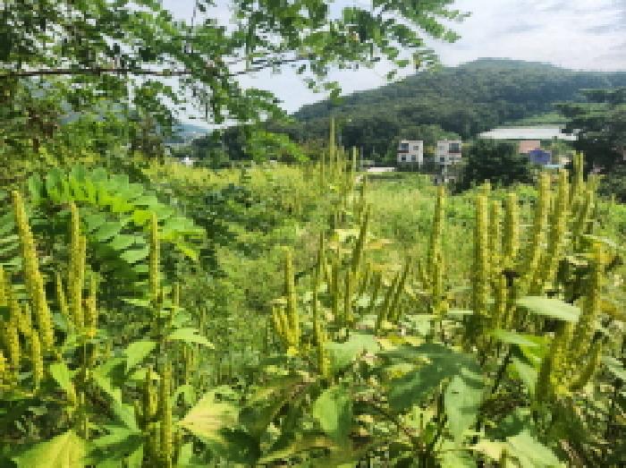 본건 전경