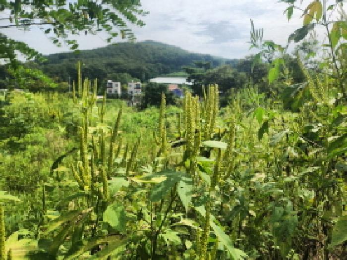 본건 전경