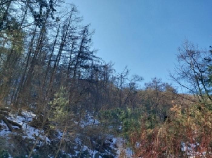 본건 임야 전경(1)