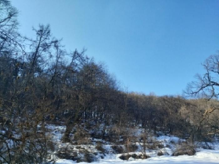 본건 임야 전경(3)