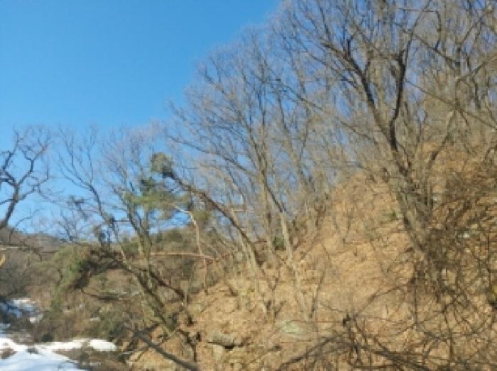 본건 임야 전경(4)