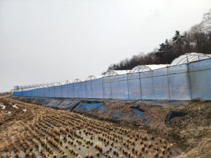 논에 설치된 비닐하우스 전경 외관(1)