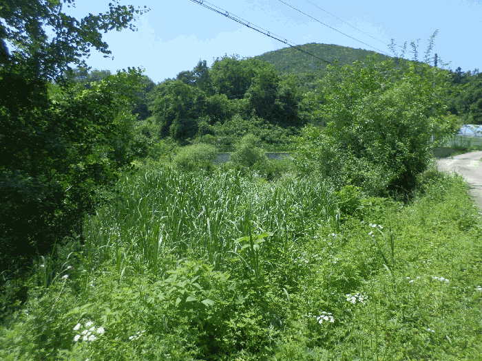 본건 토지(우측 도로에서 촬영)