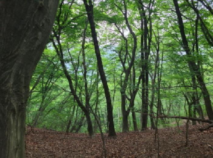임야 전경