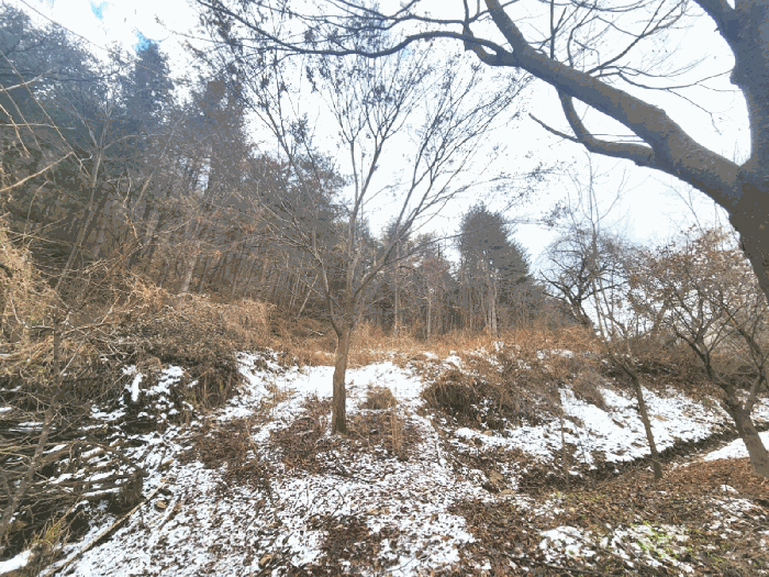 본건 임야 하단부 전경