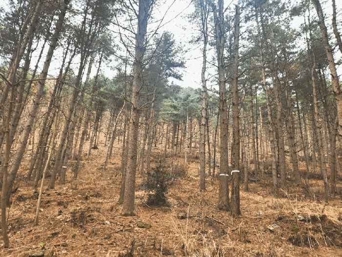 본건 임야 하단부(잣나무 조림)