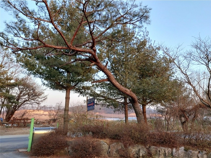 수목 전경 (1) (남서측에서 촬영)