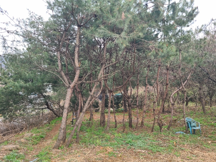 기호3 토지 전경