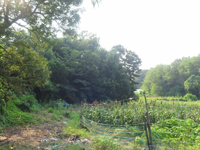 본건 및 북측 주변전경(본건 동측 인근에서 촬영)