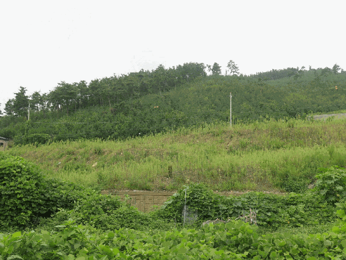 본건 및 주변전경(본건 남동측 인근에서 촬영)