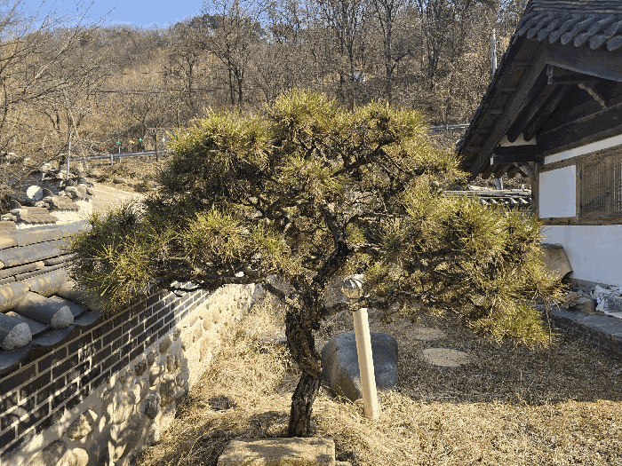 일련번호 1), 2) 지상 수목