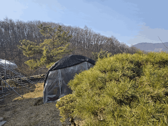일련번호 1), 2) 지상 수목, 비닐하우스