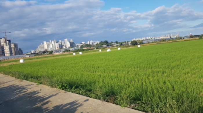 * 본건 답 전경