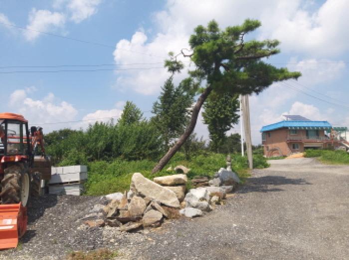 * 본건 목적물 전경(334-8번지 인접 관상수)