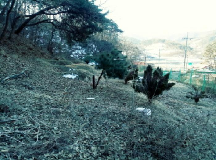 * 본건 지상에 있는 묘지 전경