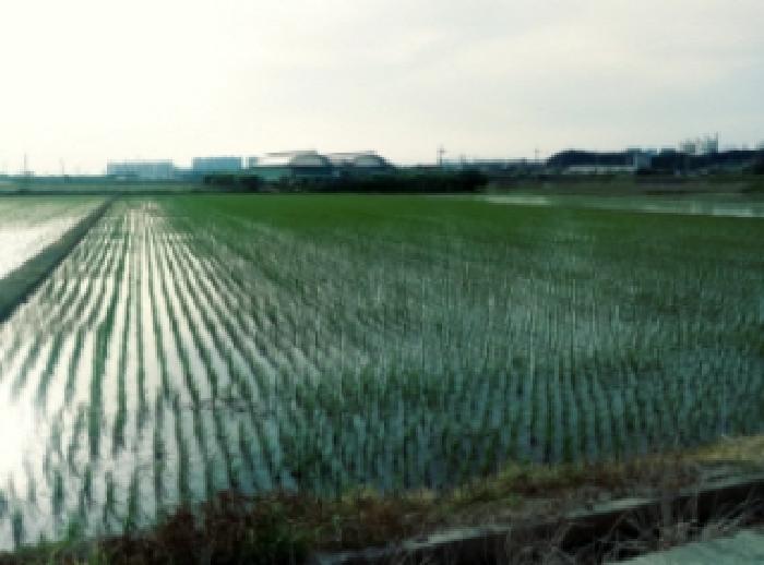 * 지상 전경
