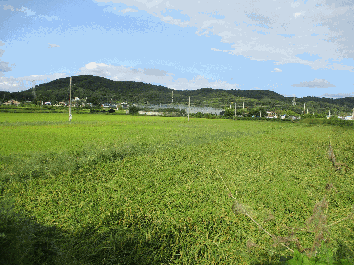 남서측 전경