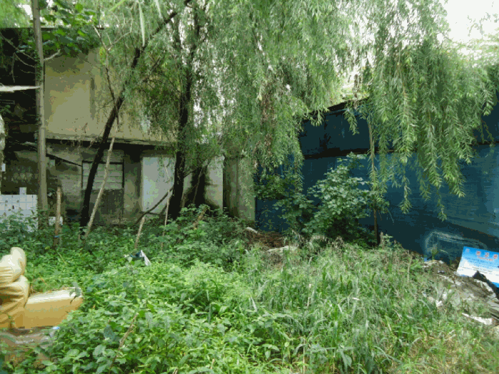 본건 지상 수목 상황