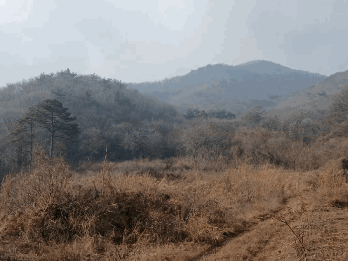 대상임야 원거리 및 주변전경(동측하단부에서 촬영)