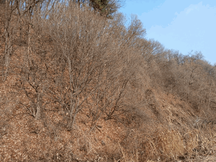 대상임야,근거리 전경