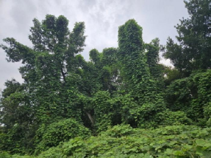 전경(위치: 154kV 소래분기 고압전신주 옆)