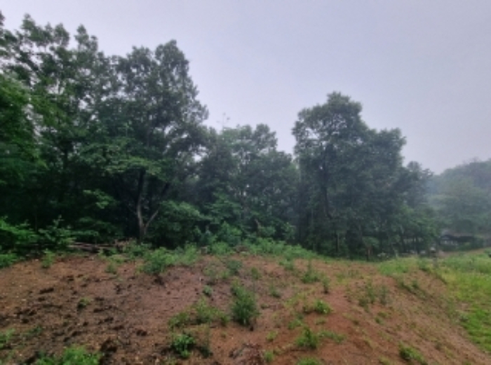 부동산(임야) 전경
