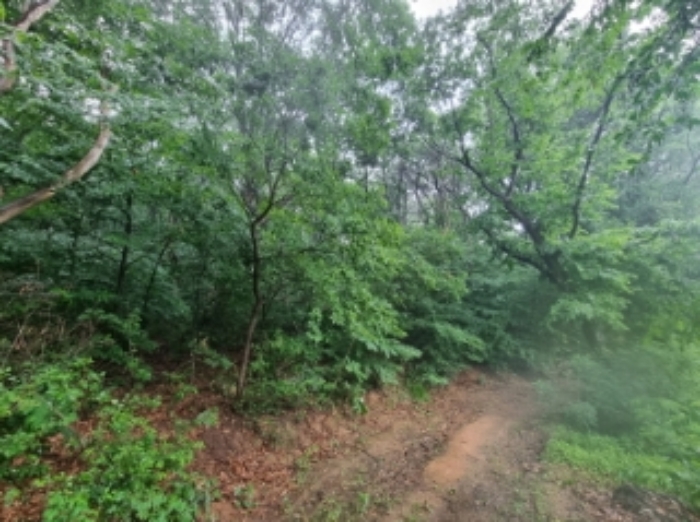 부동산(임야) 전경