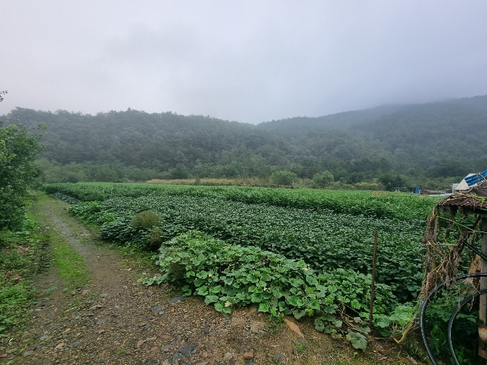 대상 전경