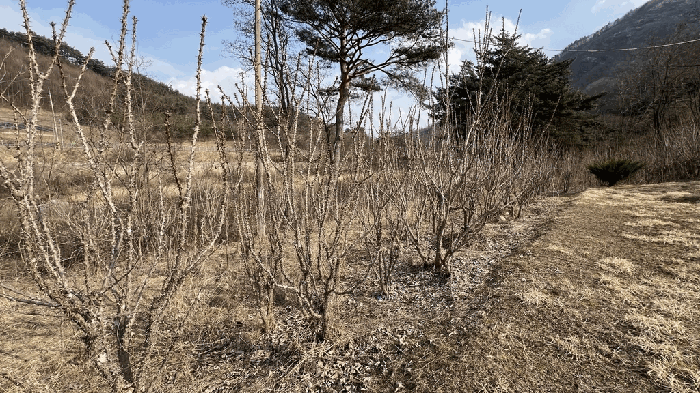 제시외 물건(엄나무)