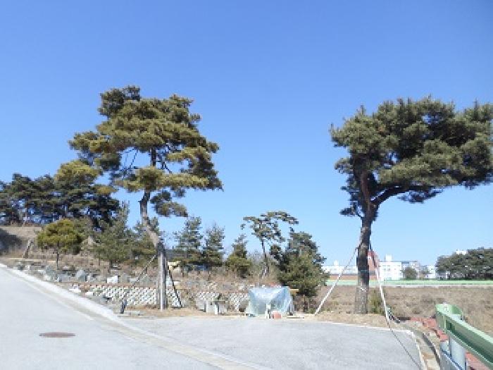 기 타(소나무)