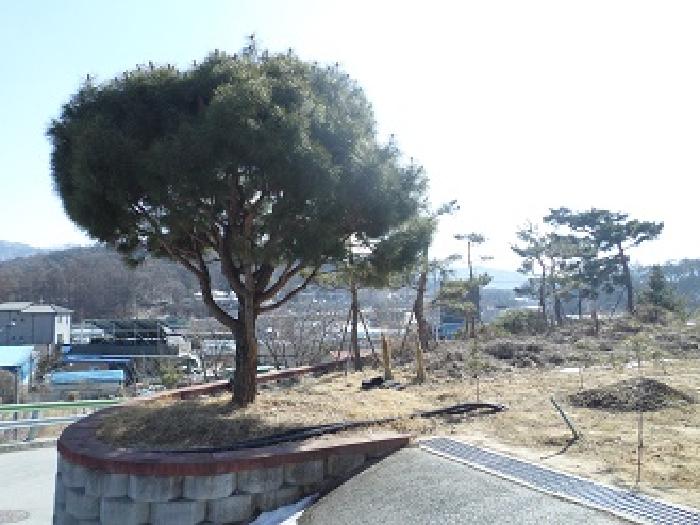 기 타(소나무)