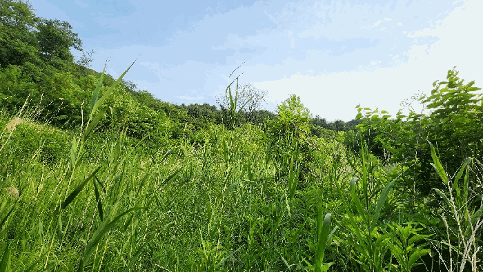 본건