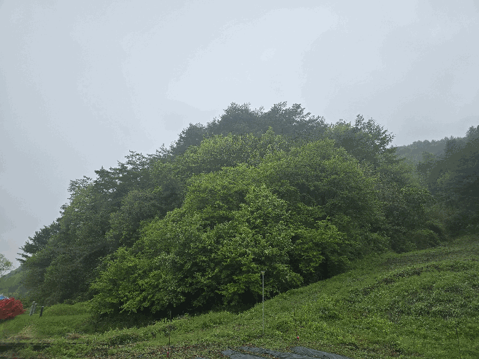 본건(본건 남측 부분)