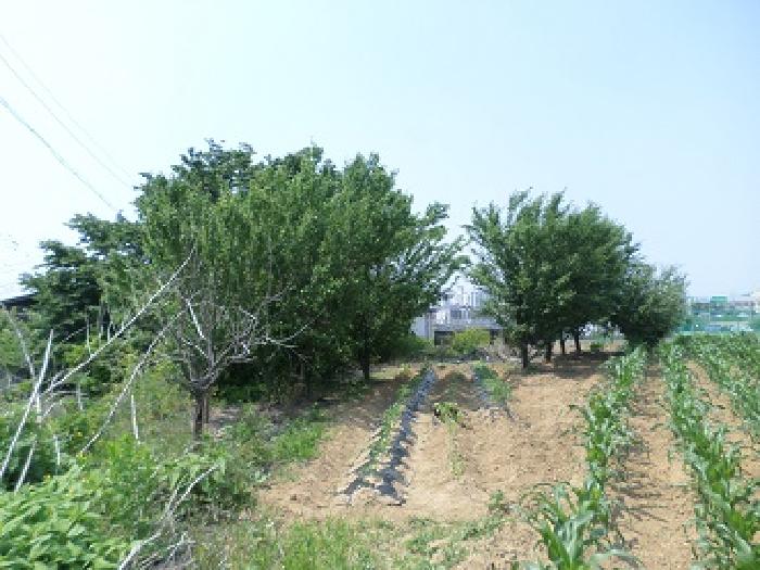 기 타(과수목)