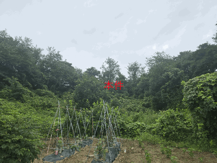 본건(중간 부분)