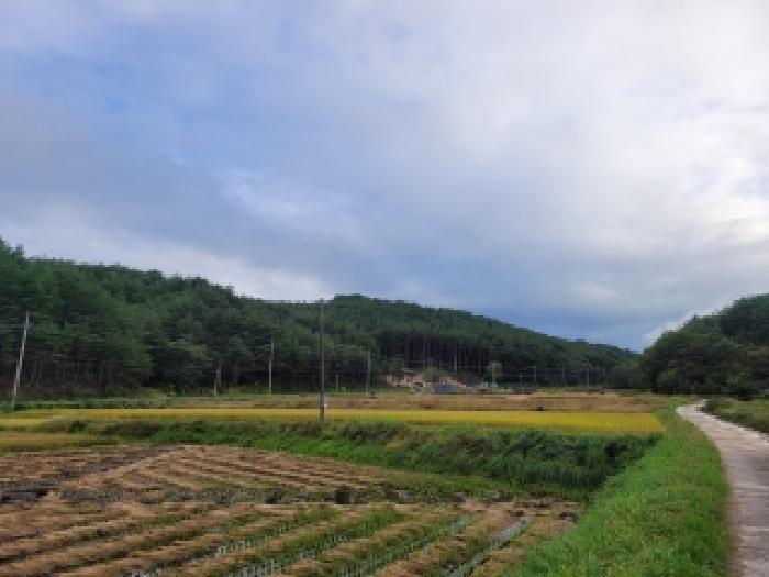 목록1 토지, 콘크리트 농로 좌측 벼가 심어져 있는 답이 대상지임
