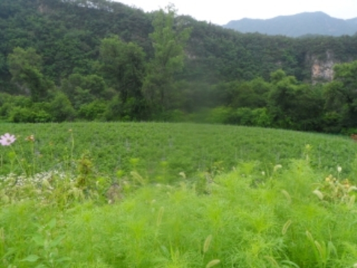 본건 근거리에서 촬영한 것임
