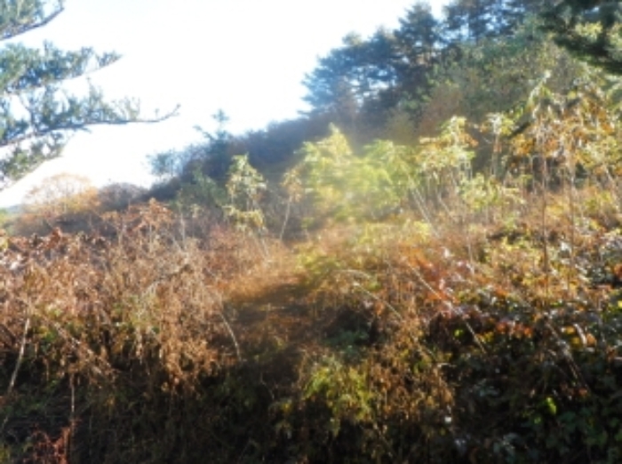기호 1번 근거리에서 촬영한 것임