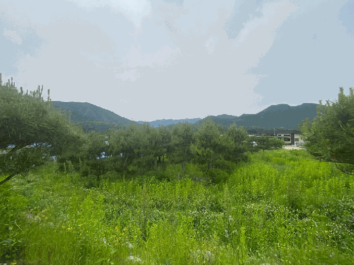 일련번호(1) 지상의 제시외 수목