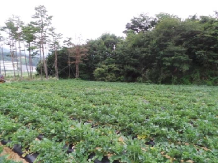 기호 6번 근거리에서 촬영한 것임