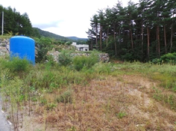 기호 3번 근거리에서 촬영한 것임