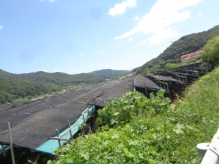 본건4및 지상에 식재된 인삼