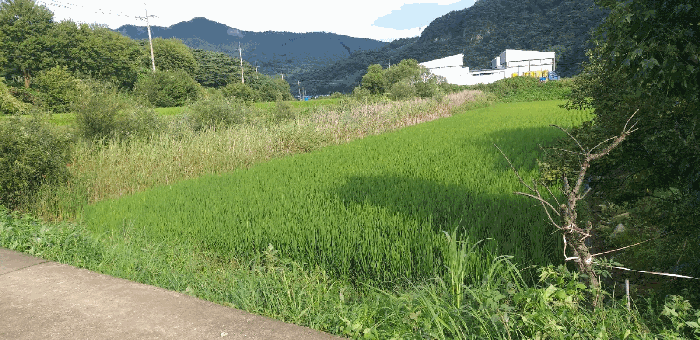 본건 전경