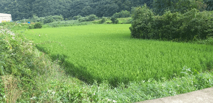 본건 전경