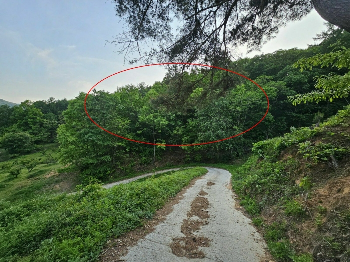 대상토지 전경